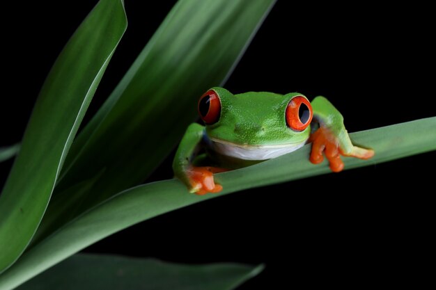 Redeyed tree frog sitting on green leaves