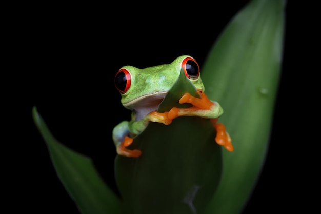 Free photo redeyed tree frog sitting on green leaves