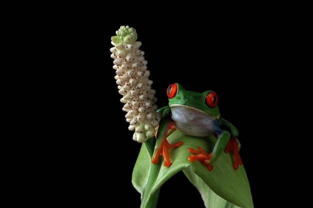 Redeyed tree frog sitting on green leaves