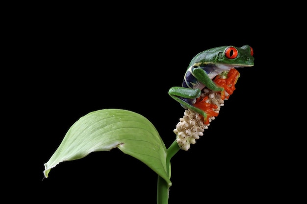 Redeyed tree frog sitting on plant