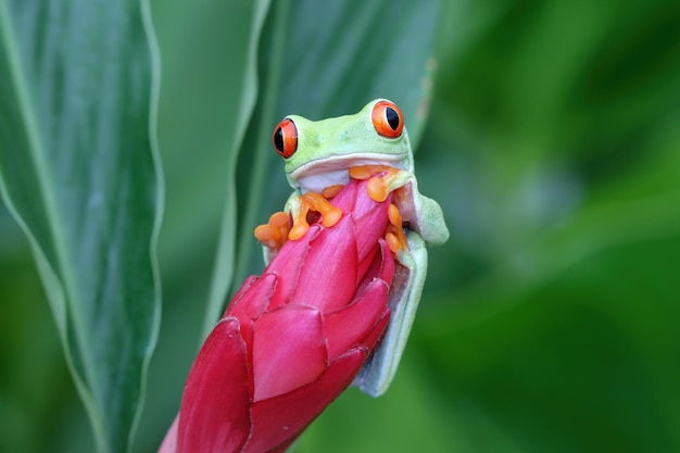 Free photo redeyed tree frog sitting on red flower