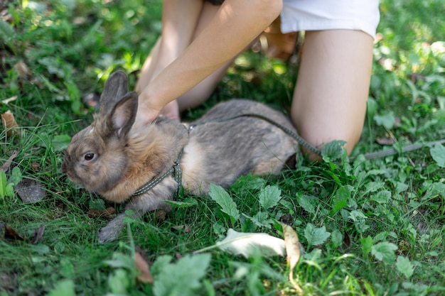 A redhaired domestic rabbit walks down the street pets concept