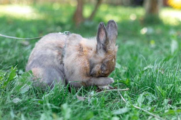 Free photo a redhaired domestic rabbit walks down the street pets concept