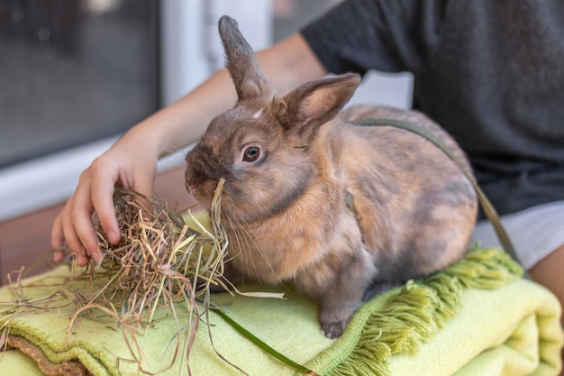 Free photo a redhaired domestic rabbit walks down the street pets concept