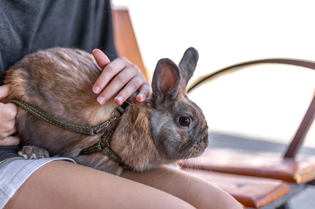 Free photo a redhaired domestic rabbit walks down the street pets concept