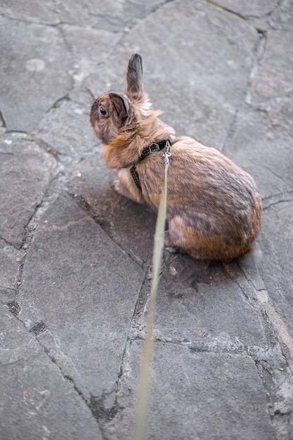 Free photo a redhaired domestic rabbit walks down the street pets concept