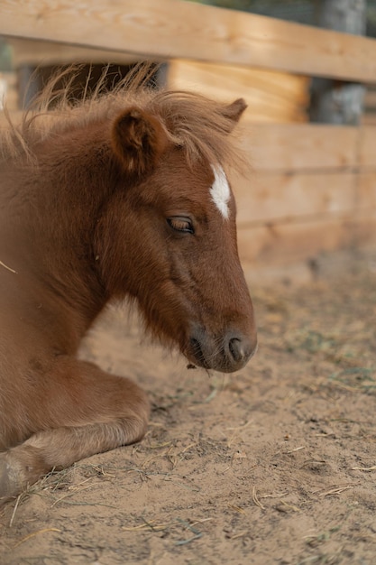 redhead pony in the home yard.