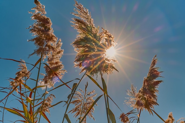 Free photo reeds on bright sunny day in a yellow reed field the sun shines through the reeds into the frame shining rays of light focus on the reeds in the center of the frame idea for background or interior