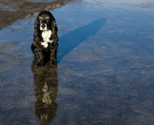 Free Photo reflection of a black and white dog in the water on the asphalt