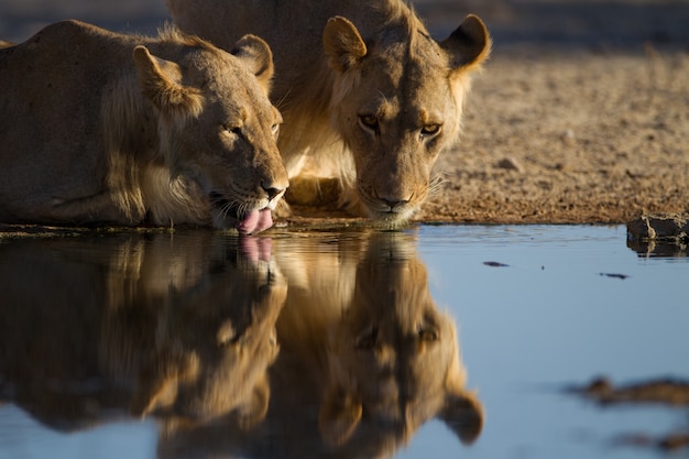 Free photo reflection of the lionesses drinking water from a small pond