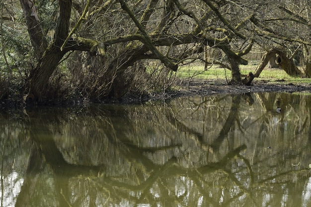 Free Photo reflection of a tree on the lake during daytime