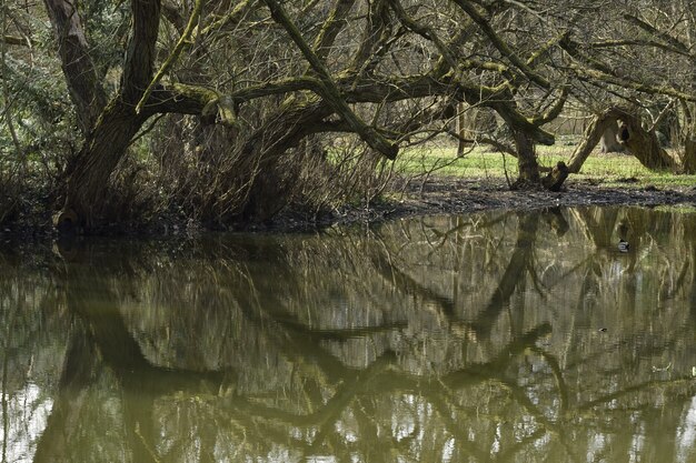 Free Photo reflection of a tree on the lake during daytime