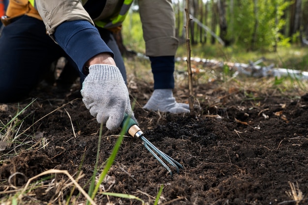 Reforestation done by voluntary group