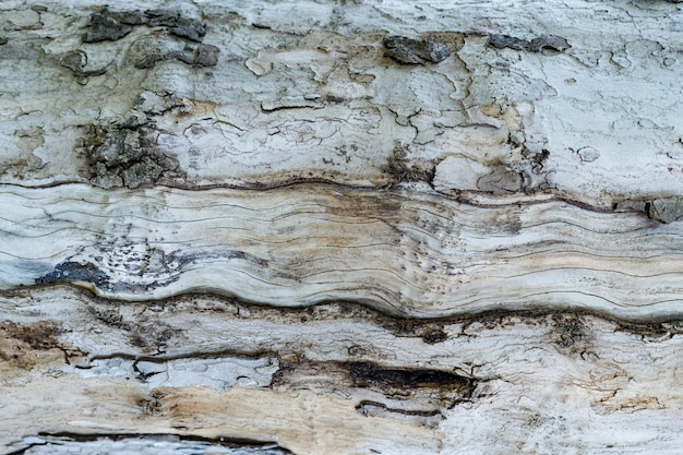 Free photo relief texture of the brown bark of a tree close up