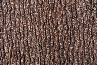 tree textures