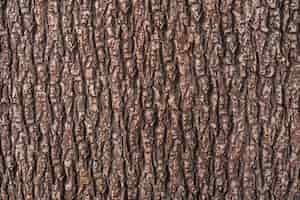 Free photo relief texture of the brown bark of a tree close up