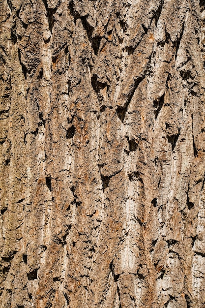 Free photo relief texture of oak bark panoramic photo of wood texture in the sun idea for banner or background