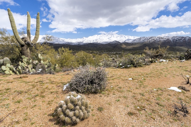 Free photo remnants of snow in the desert