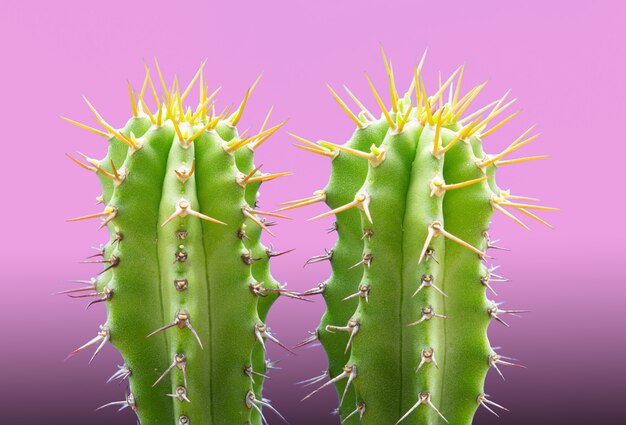 rendy tropical Neon Cactus plant on Pink 