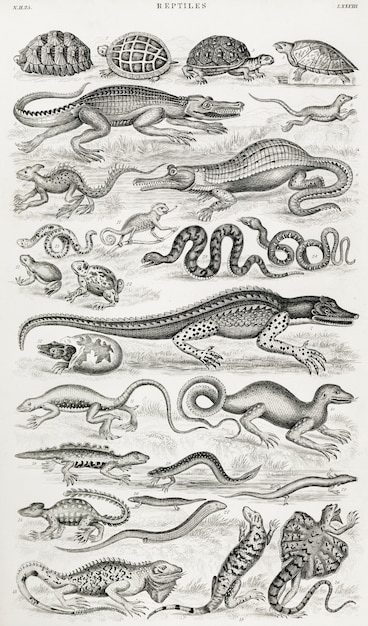 Free Photo reptiles from a history of the earth 