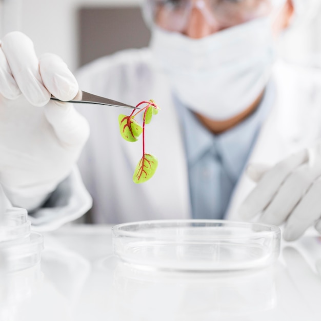 Free photo researcher in the biotechnology laboratory with plant and petri dish