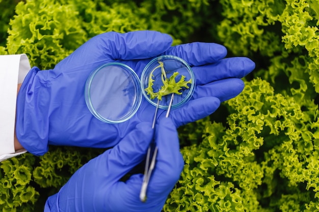 Free photo researcher takes a probe of green plant and puts it in a petri dish