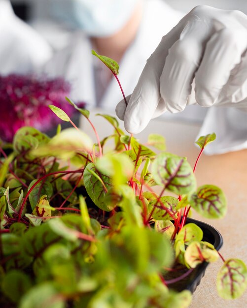 Researcher with plant in the biotechnology laboratory