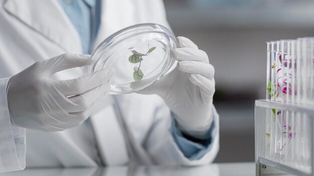 Researchers in the laboratory holding petri dish