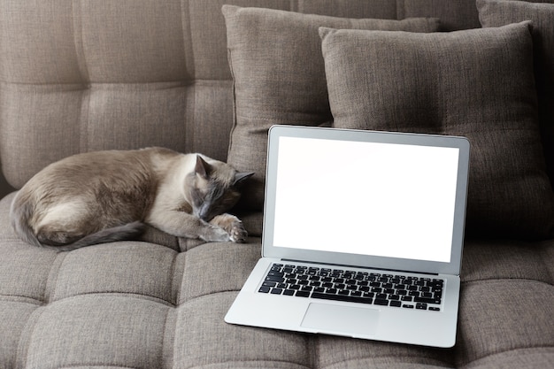 Free photo resting at home and serfing internet concept. modern laptop computer with blank copy screen on cozy grey sofa near sleeping thai cat.