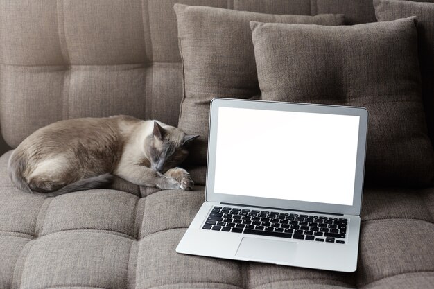 Resting at home and serfing internet concept. Modern laptop computer with blank copy screen on cozy grey sofa near sleeping thai cat.