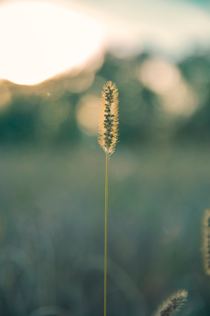 Free photo retro nature picture  of flower