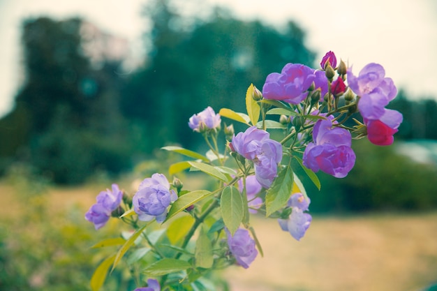 Free photo retro nature picture  of flower