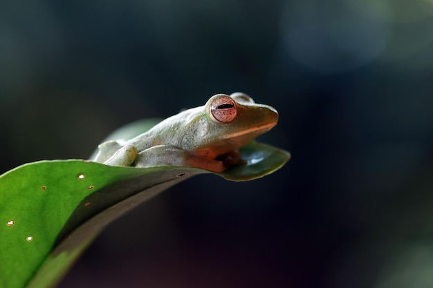 Free photo rhacophorus dulitensis closeup on green leaves jade tree frog closeup on green leaves indonesian tree frog