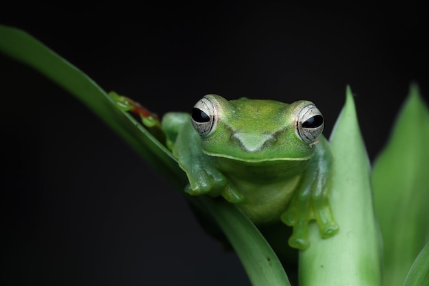 Free photo rhacophorus dulitensis closeup on green leaves