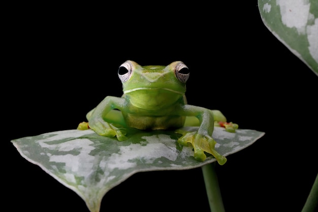 Free Photo rhacophorus dulitensis closeup on green leaves