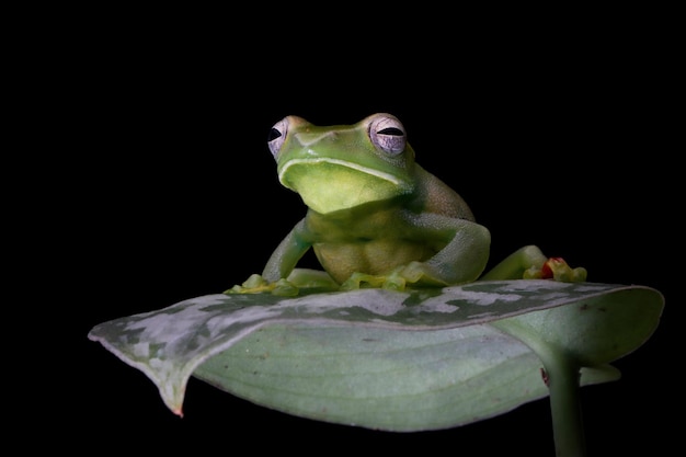 Rhacophorus dulitensis closeup on green leaves