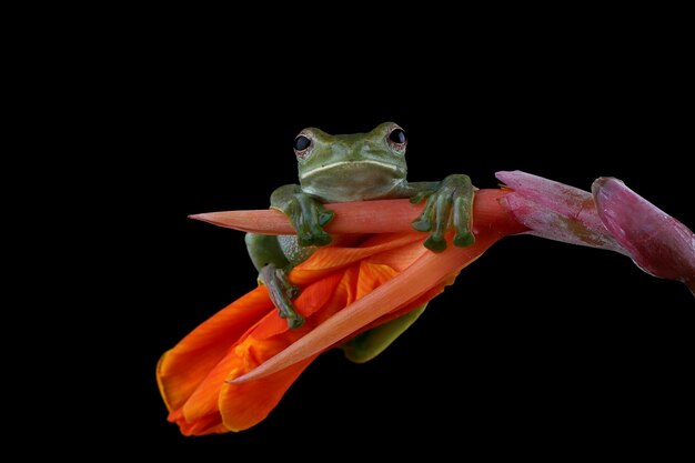 Rhacophorus dulitensis closeup on red flower