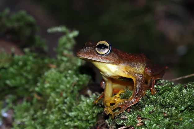 Free Photo rhacophorus margaritifer closeup on moss rhacophorus margaritifer closeup