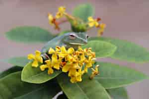 Free photo rhacophorus prominanus or the malayan flying frog closeup on green leaves