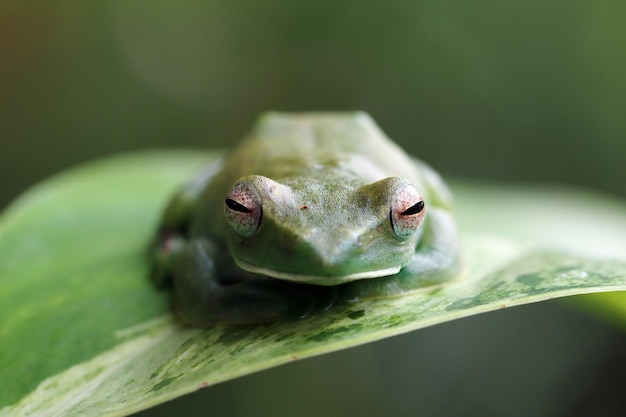 Free photo rhacophorus prominanus or the malayan flying frog closeup on green leaves