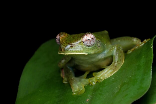 Rhacophorus prominanus or the malayan tree frog closeup on green leaf