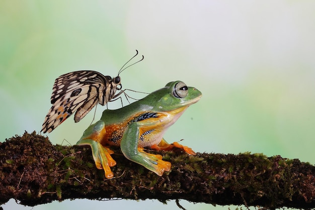 Free Photo rhacophorus reinwardtii sitting on branch with butterfly on the body