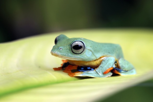 Free photo rhacophorus reinwartii on green leaves flying frog closeup face on branch