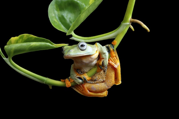 Free Photo rhacophorus reinwartii on green leaves