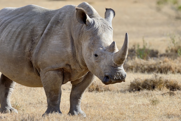 Free Photo rhino on savannah in national park of africa