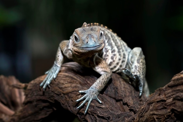 Rhinoceros iguana Cyclura cornuta on branch look at camera animal closeup