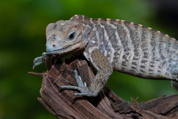 Free Photo rhinoceros iguana cyclura cornuta on wood