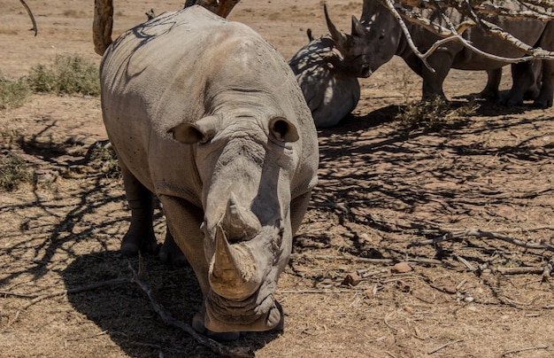 Free Photo rhinoceros walking through a field with bare trees under the sunlight at daytime