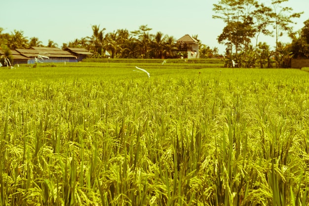 Rice field in Bali