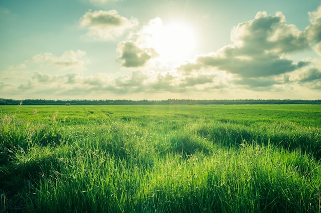 Rice plantation under the sunny sky